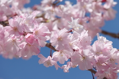 八重枝垂れ桜 2025.4.16-2