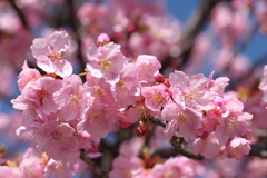 河津桜 2025.3.17-1