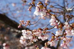 テスト撮影(伊東小室桜 in 城址公園2)