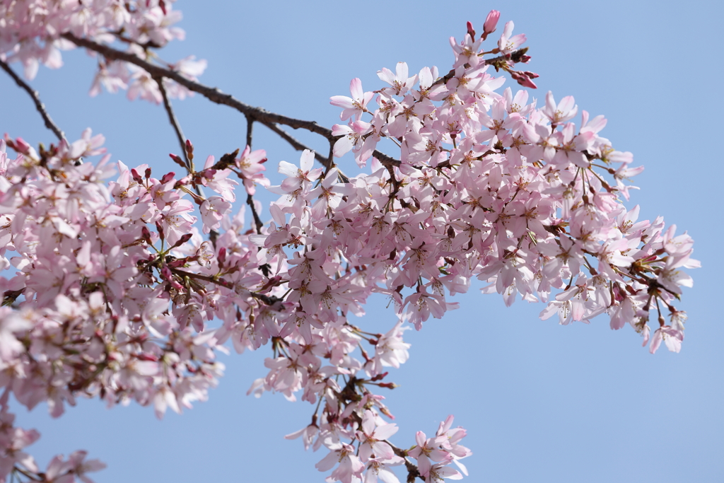 仙台枝垂桜 in 城址公園 2024.4