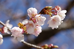 テスト撮影(伊東小室桜 in 城址公園3)