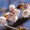 テスト撮影(伊東小室桜 in 城址公園3)
