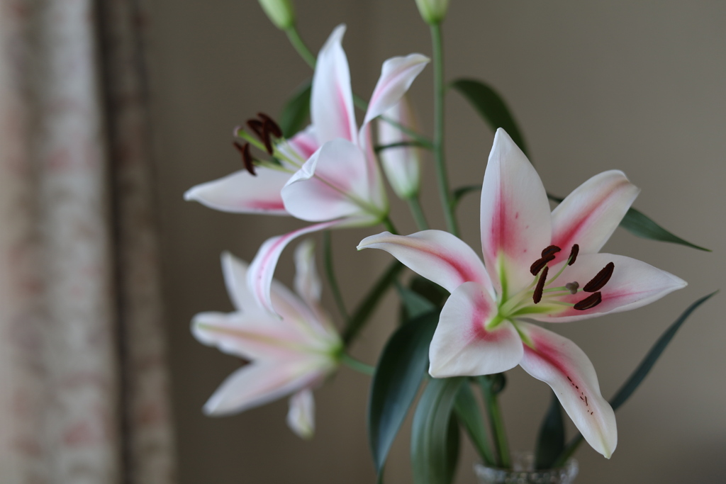 Flowers 2021