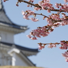 河津桜 in 城址公園 3 Part2