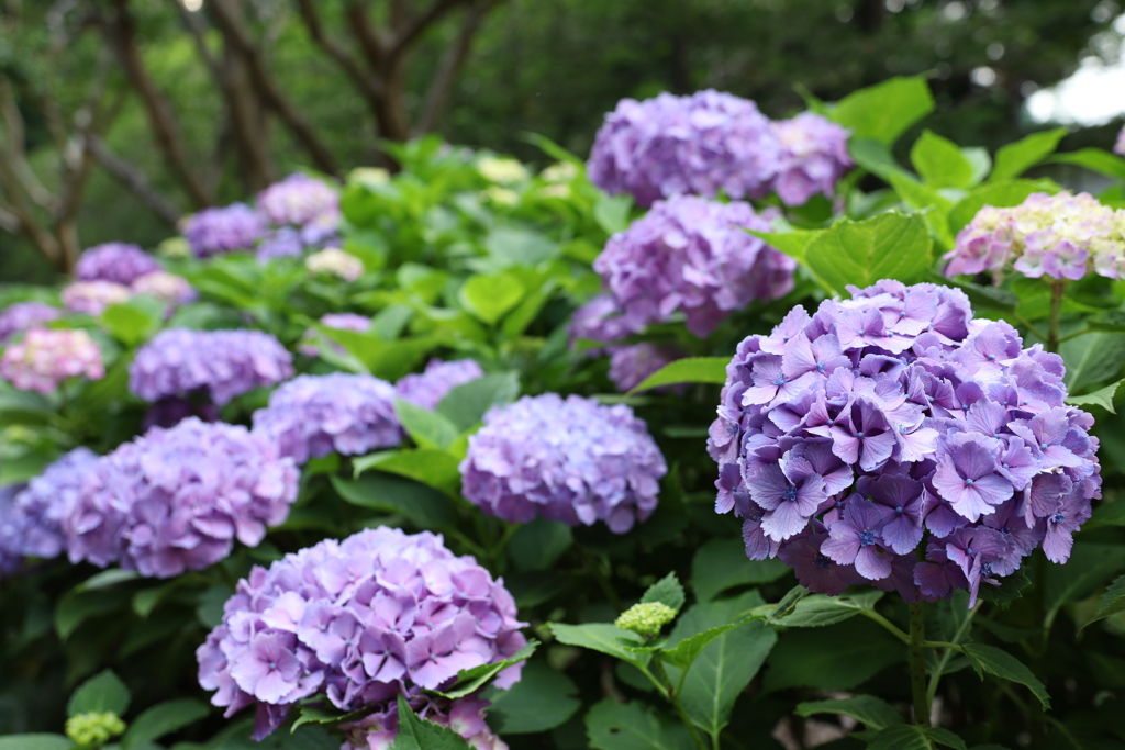 公園の紫陽花 6