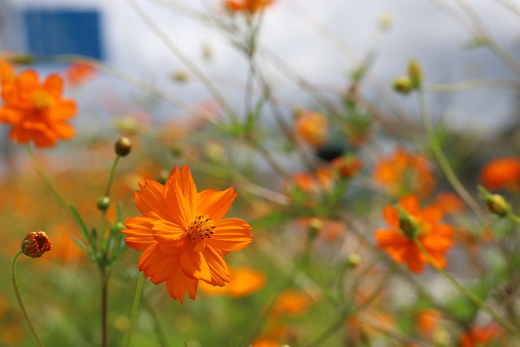 幹線道路沿いのキバナコスモス