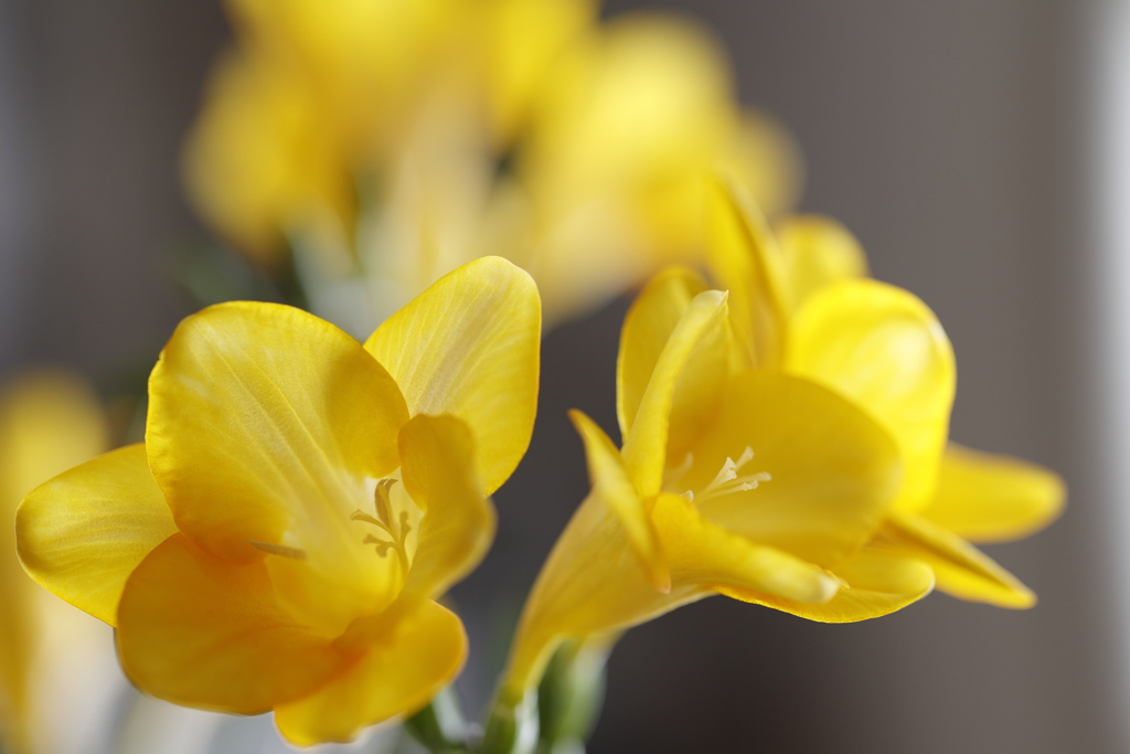 フリージア 2023.3