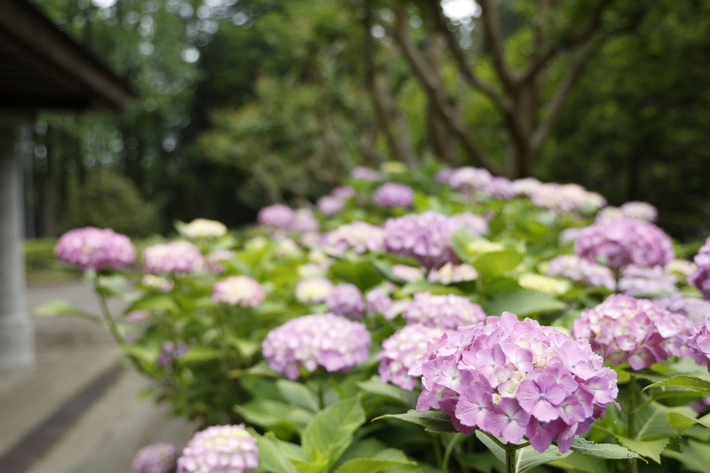 中央公園の紫陽花2023