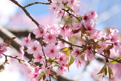 山桜 2025.4.16