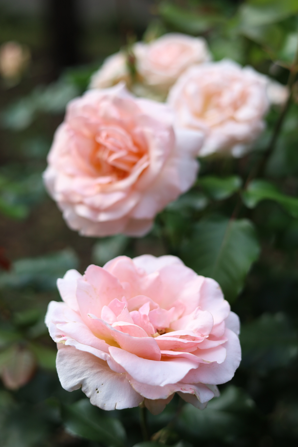 公園の薔薇 13 Part2