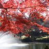 昼前 中央公園にて