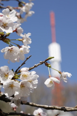 八幡山公園の桜 2023.3-4
