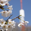 八幡山公園の桜 2023.3-4