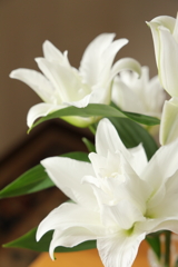 八重咲きユリ Part2