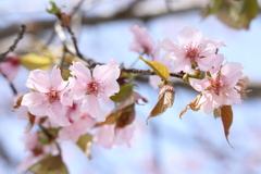 山桜 in 城址公園 2024.4