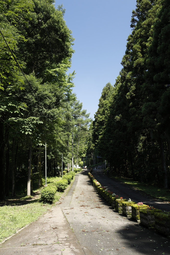 梅雨の晴れ間の森林公園 1
