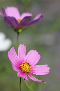 秋桜