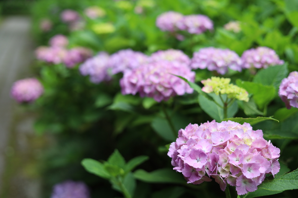 公園の紫陽花 2 Part2