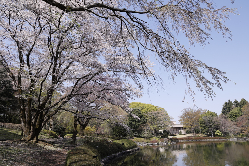 春の中央公園