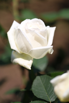 公園の薔薇 5