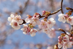 伊東小室桜 2023.3 in 城址公園