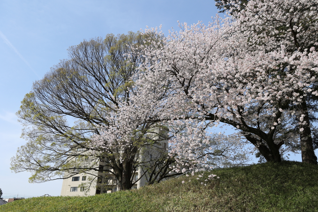 ソメイヨシノ in 城址公園