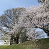 ソメイヨシノ in 城址公園