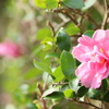 中央公園の山茶花 Part1