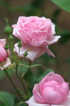 公園の薔薇 6