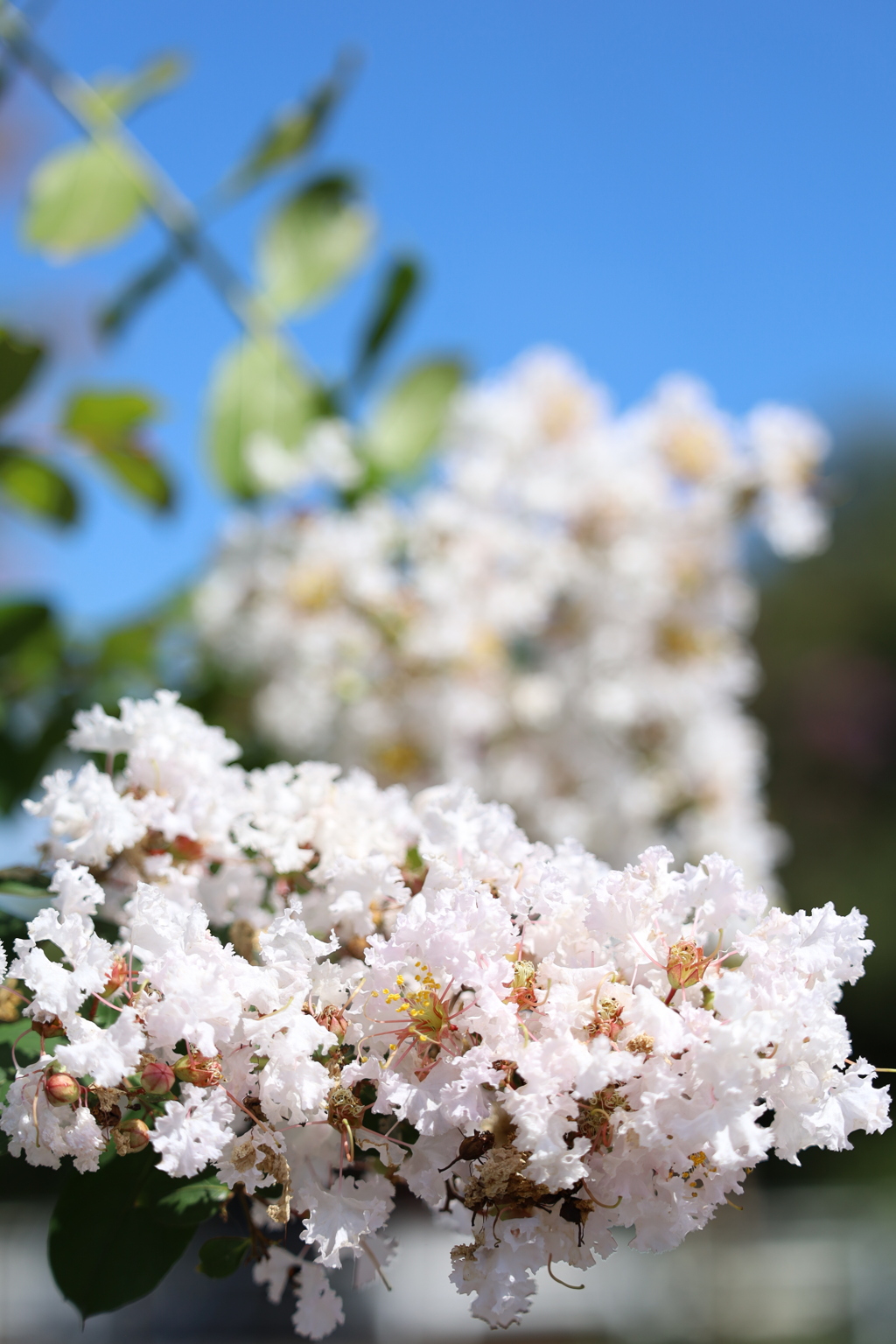 百日紅 8月 Part1