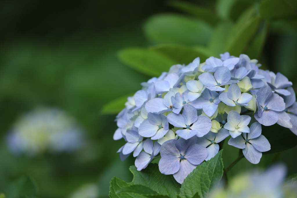 公園の紫陽花 4