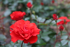 公園の薔薇 7