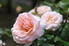 公園の薔薇 13 Part1