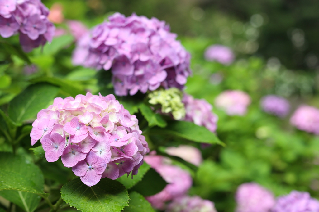中央公園にて 2025.6.14