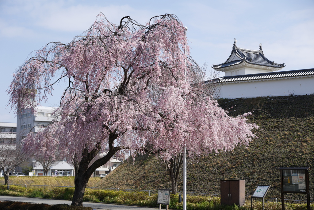 仙台シダレザクラ in 城址公園 2