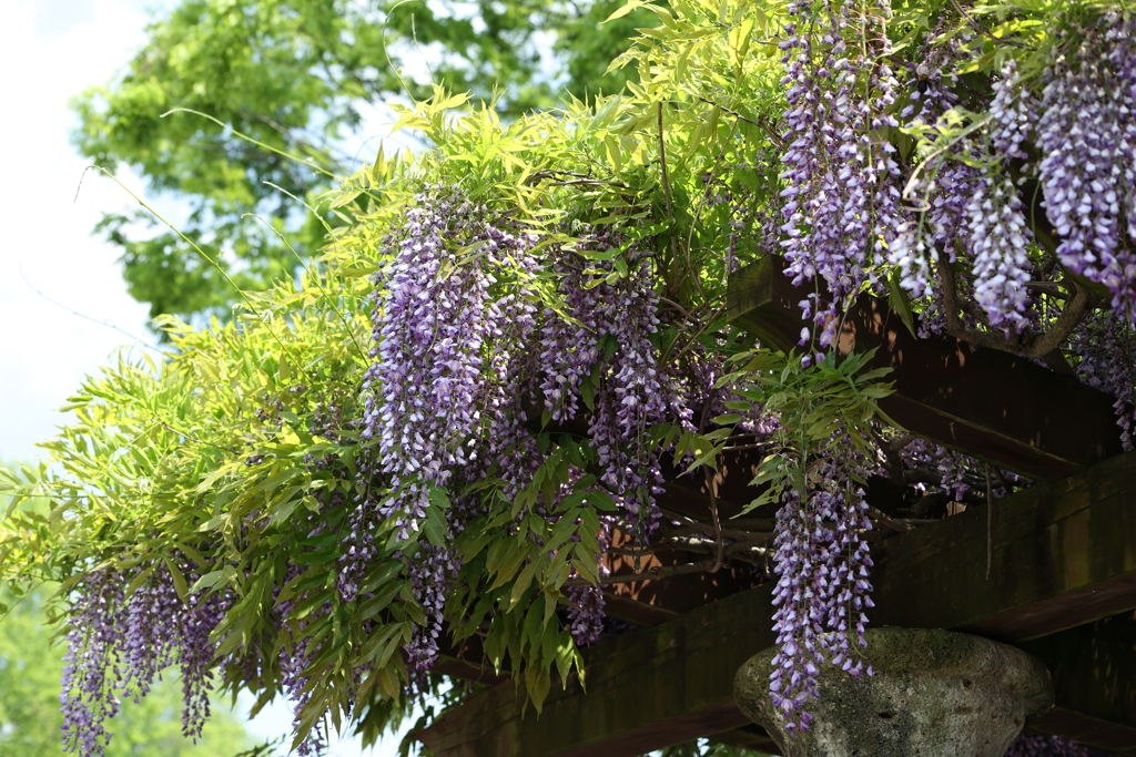 中央公園の藤棚 Part2
