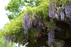 中央公園の藤棚 Part2