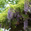中央公園の藤棚 Part2