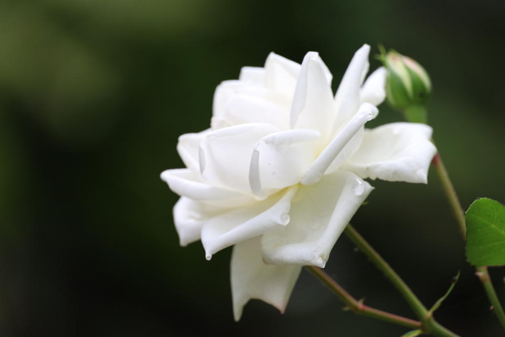 公園の薔薇 10 Part3