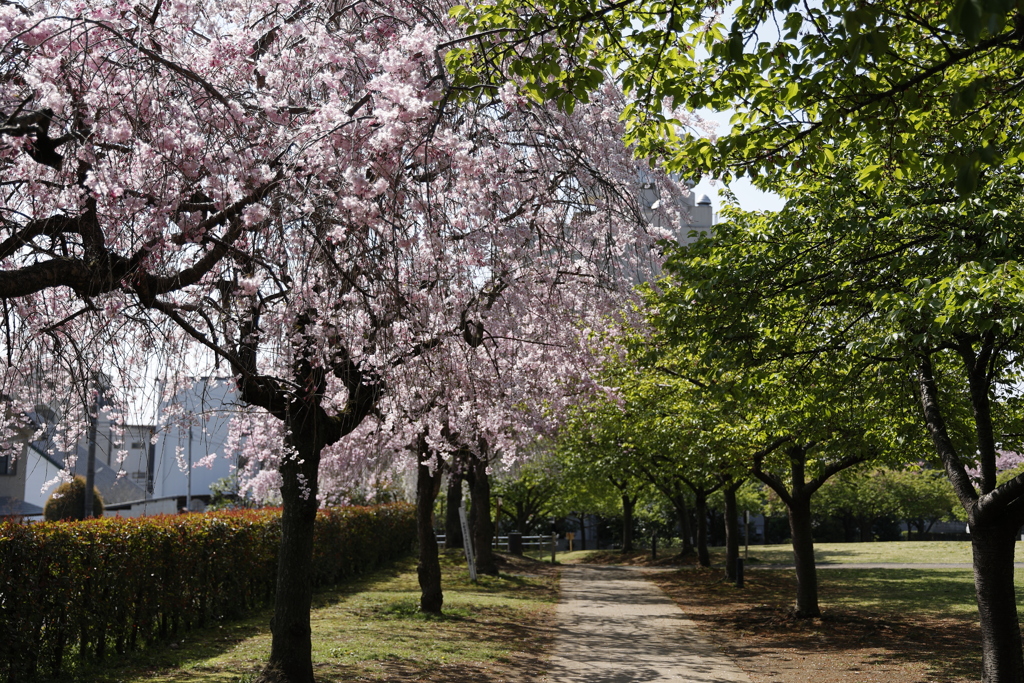八重桜 in 城址公園 4