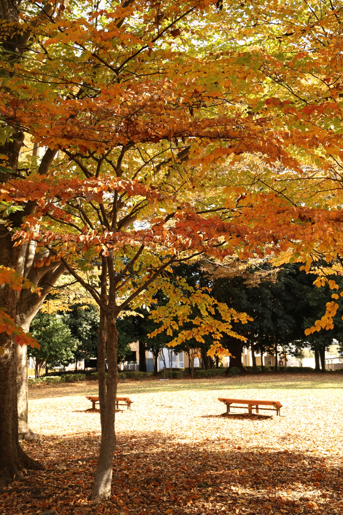 明保野公園の紅葉 Part2