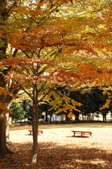 明保野公園の紅葉 Part2