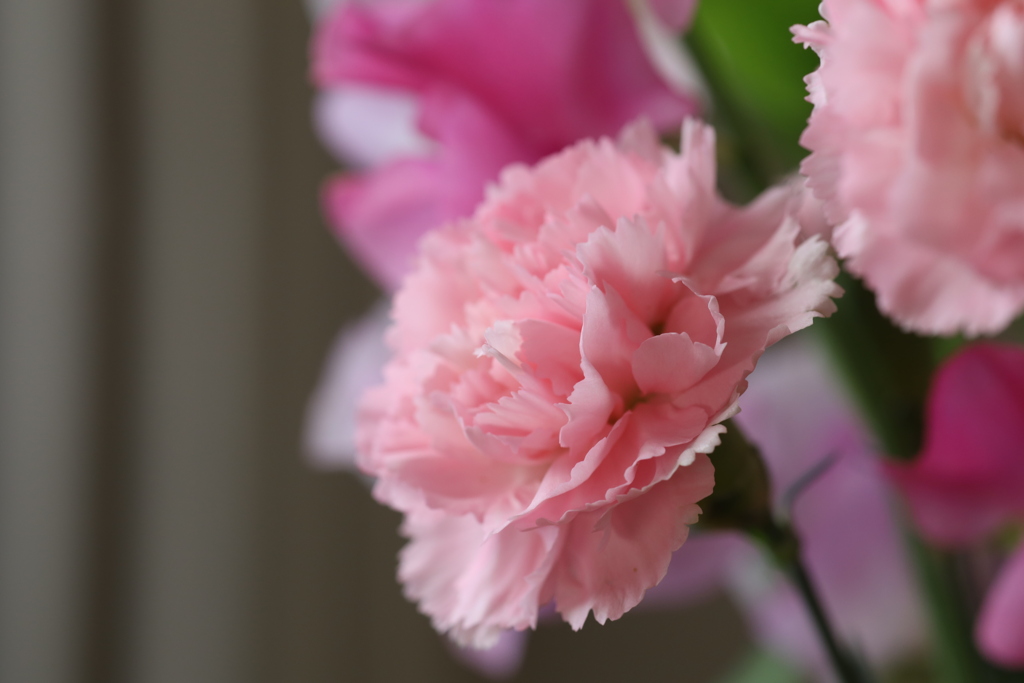 Flowers 7