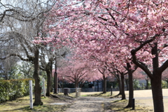 河津桜 in 城址公園 2024.3-3