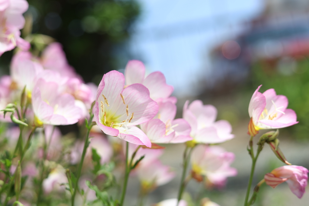 昼下がり 庭にて