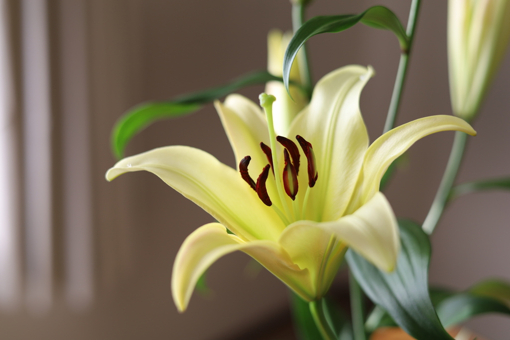 Flowers 5