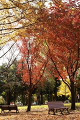 明保野公園の紅葉 Part3