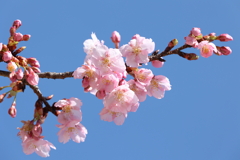 伊東小室桜 2025.3.17 part1