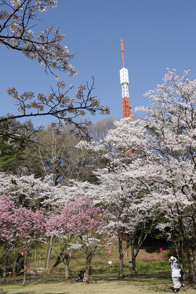 八幡山公園の桜 2023.3-3