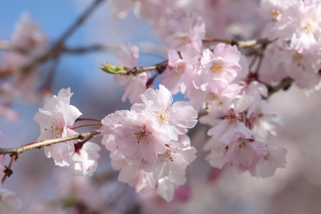 八重枝垂れ桜 2025.4.16-1